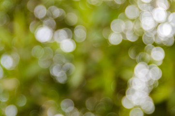 Nature bokeh background - Green colors - Can be used as a background, wallpaper, screen saver etc.
