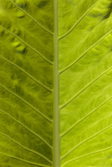 summer green leaf closeup detail background view