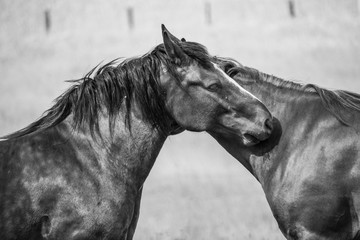 portrait of a horse