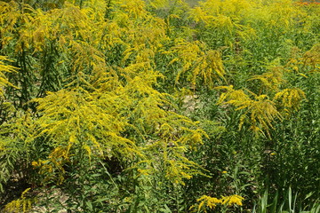Golden yellow flowers of Solidago canadensis in August