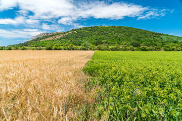 Fototapeta na wymiar Dry wheat field in contrast with green oat field under the Braunsberg hill in Austria