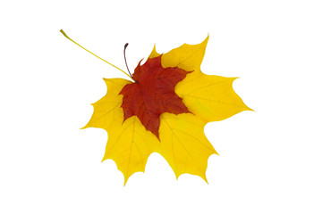 The colorful autumn maple leaves. Isolate on the white background.