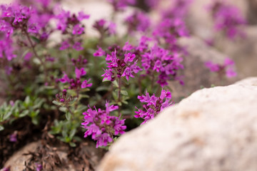 flowers in the garden