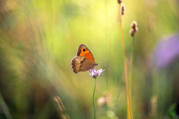 Le papillon sur fleur rose