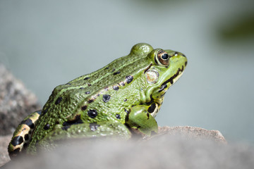 green tree frog