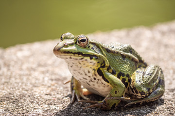 frog on a leaf