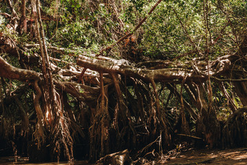  the Little Amazon in phang nga, Thailand. a hidden Banyan Tree forest. the canopy of the giant Banyan Tree forest is peaceful and serene.