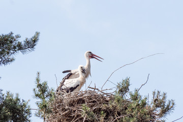 white stork in the nest