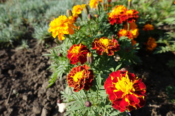 Florescence of Tagetes patula in late October