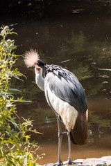 crowned crane