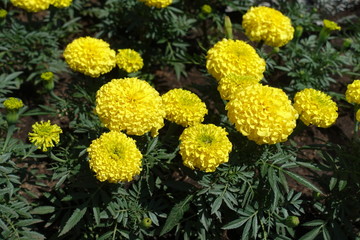 Tagetes erecta with bright yellow flower heads