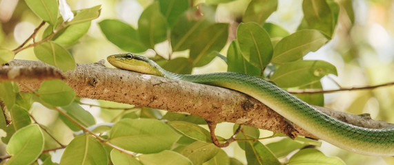 Naklejka na ściany i meble Large-eyed Green Pitviper or Green pit vipers or Asian pit vipers, green snake on branch with white background in Thailand and clipping path.