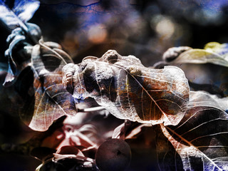 OLYMPUS DIGITAL CAMERA LEAF