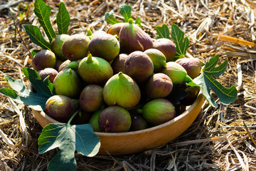 figs in wooden bowl, on hay at garden