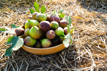 figs in wooden bowl, on hay at garden