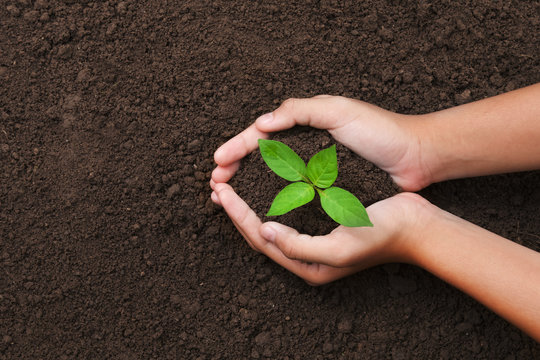 top view hand holding young tree on soil background for planting in garden