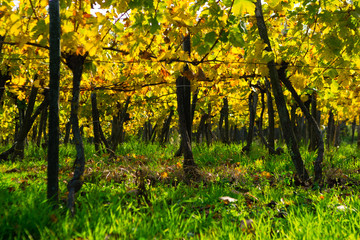 Obraz premium yellow grape leaves and green grass in october sunny vinery