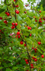 Red berries of a felted cherry on the branches. Little cherry berries.