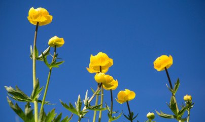 Bright yellow flowers against the blue sky closeup