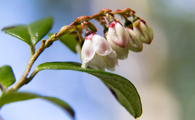 Colorful cowberry inflorescence close up