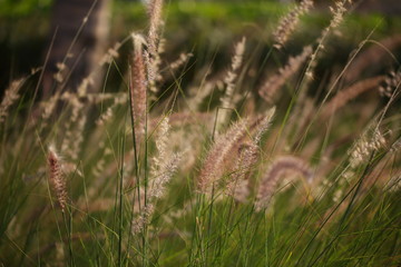 Green View