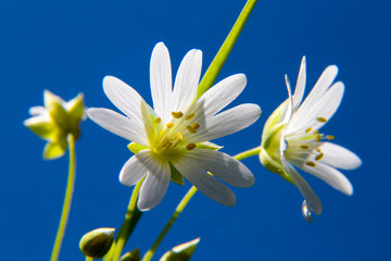 Fototapeta na wymiar Bright white flowers against the blue sky close up
