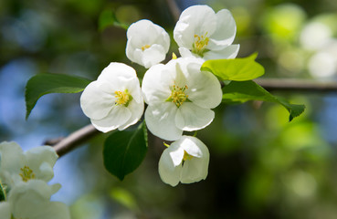 Fototapeta na wymiar Beautiful flowers of apple trees on a spring day