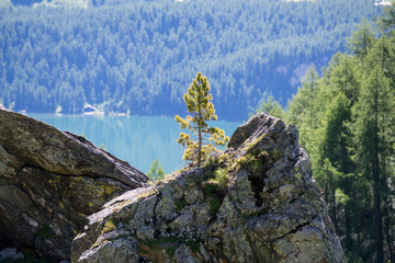 Kleiner Baum