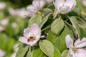close up bumble bee on pink cosmos flower pollen background, insect in summer. Bumble bee on bright pink flower. Bee on quince flower