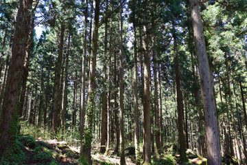 針葉樹林のイメージ