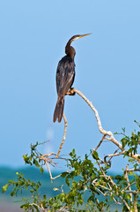 Birds of Sri Lanka. Cormorant.