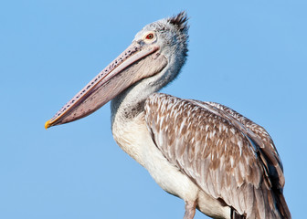 Pelican