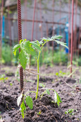 small tomato bush in the garden. Vertical photo