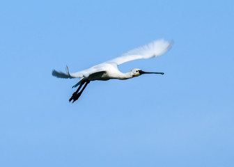 Spoonbill