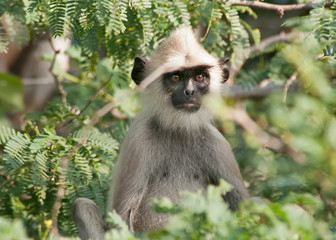 Obraz premium Young langur