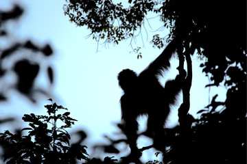Silhouette of an Orang-Utan between trees and plants in front of the sky in the evening in Borneo, Indonesia, south-east Asia. © Moritz