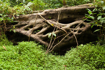 Forest at Niah caves national park
