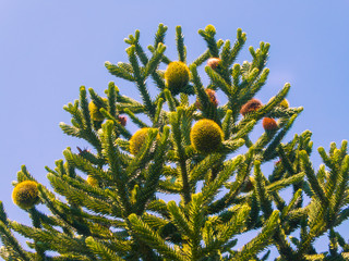 Araucaria mit großen Zapfen 