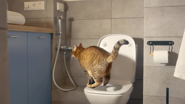 smart cat peeing in a human toilet