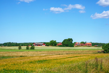 Summer landscape with farms and fields