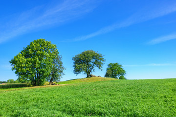 Fototapeta na wymiar Trees on a field in the summer