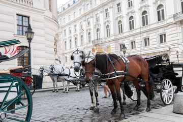 Naklejka na ściany i meble Old horsedrawn carriage riding on street in Vienna, Austria