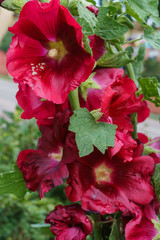 Blooming red-claret mallow in the summer garden close-up. Beautiful flower during flowering.