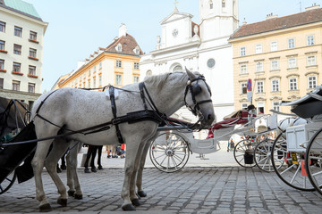 Naklejka na ściany i meble Old horsedrawn carriage riding on city street in Vienna, Austria