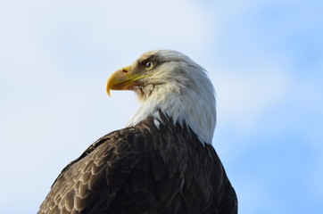 Bald Eagle in Ketchikan, Alaska