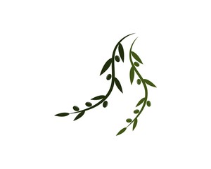 Fototapeta premium olive logo template vector design