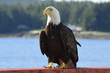 Bald Eagle in Ketchikan, Alaska