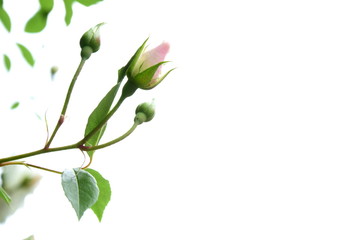 Rosen - Rosenblätter - Rosenknospen vor hellen Hintergrund