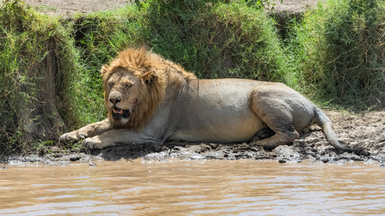 Obraz na płótnie Canvas Big old lion resting near the river in the Serengeti park, Tanzania
