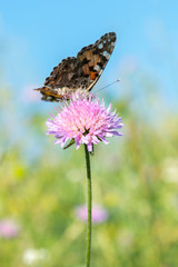 Beautiful butterfly feeding on a bright pink flower closeup. Macro butterfly against blue sky. Butterfly on a spring flower among the field. vertical photo